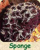 Sponge