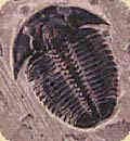 Trilobite 3