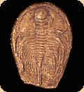 Trilobite 2