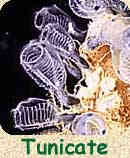 Tunicate