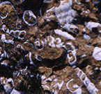 Turritella fossils