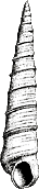 Turritella reconstruction