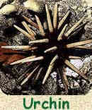 Urchin