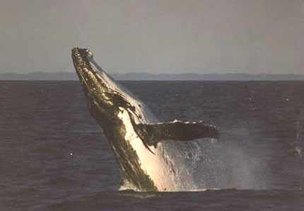 Humpback whale