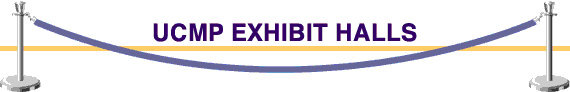 UCMP Exhibit Halls