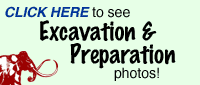 Click here to see excavation and preparation photos