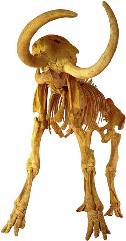 Columbian mammoth at The Mammoth Site, Hot Springs, SD