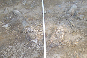 The tusks as they were found