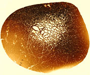 Thin section of dino bone