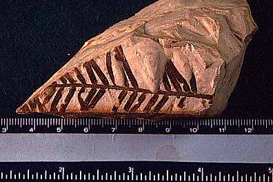 metaseqfossil