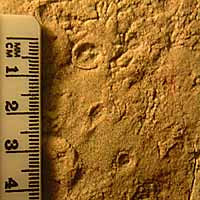 Arkarua fossil 1