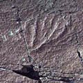 Other Newfoundland fossils 1