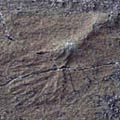Other Newfoundland fossils 2