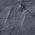 Frondlike fossil 1