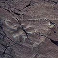 Other Newfoundland fossils 3