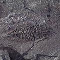Frondlike fossil 3