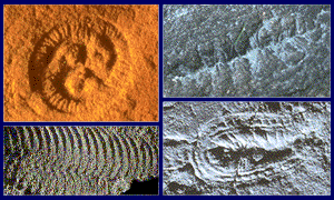 Assorted Vendian fossils