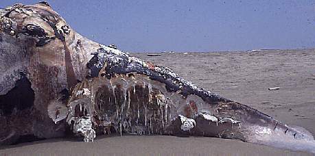 Whale carcass with evidence of shark feeding