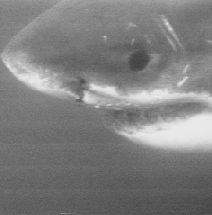 Eye to eye with a great white