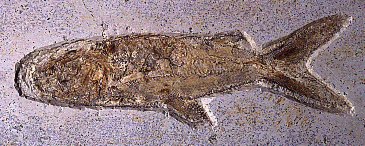 Caturus, a Jurassic fish