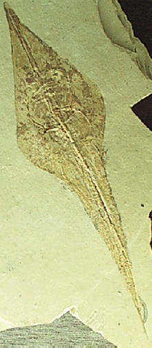 Fossil guitarfish
