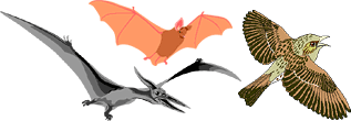 Pterosaur, bat, and bird