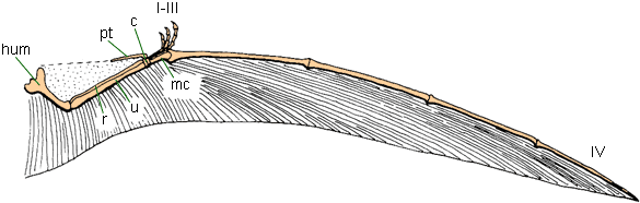 Pterosaur wing
