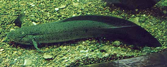 lungfish