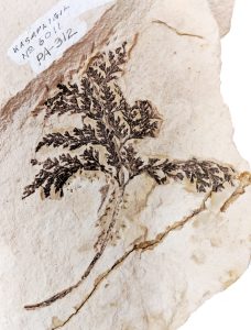 Kasapligil fossil fern