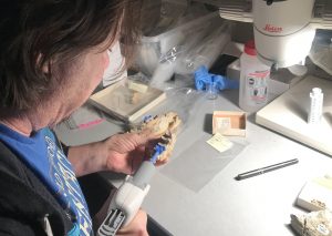 Grant Gully makes dental molds of marsupial teeth.