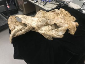 Diprotodon skull