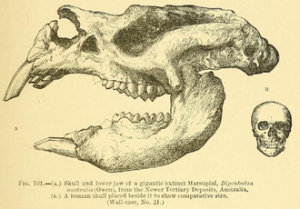 illustration of diprotodon