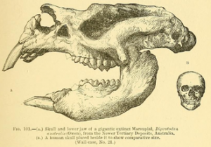 Researchers from Down Under come to UCMP to study our Australian fossils