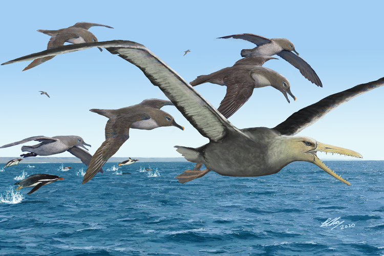 An artist’s depiction of ancient albatrosses harassing a pelagornithid