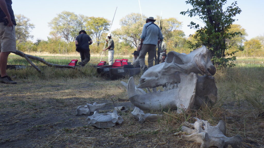 Hippo skull and bones on a streambank