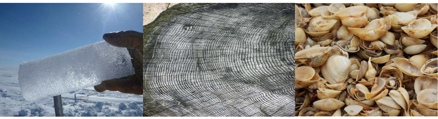 From left to right: an ice core, a cross-section of a tree, and a mix of shells.