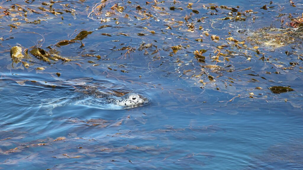 Seal swimming in kelp