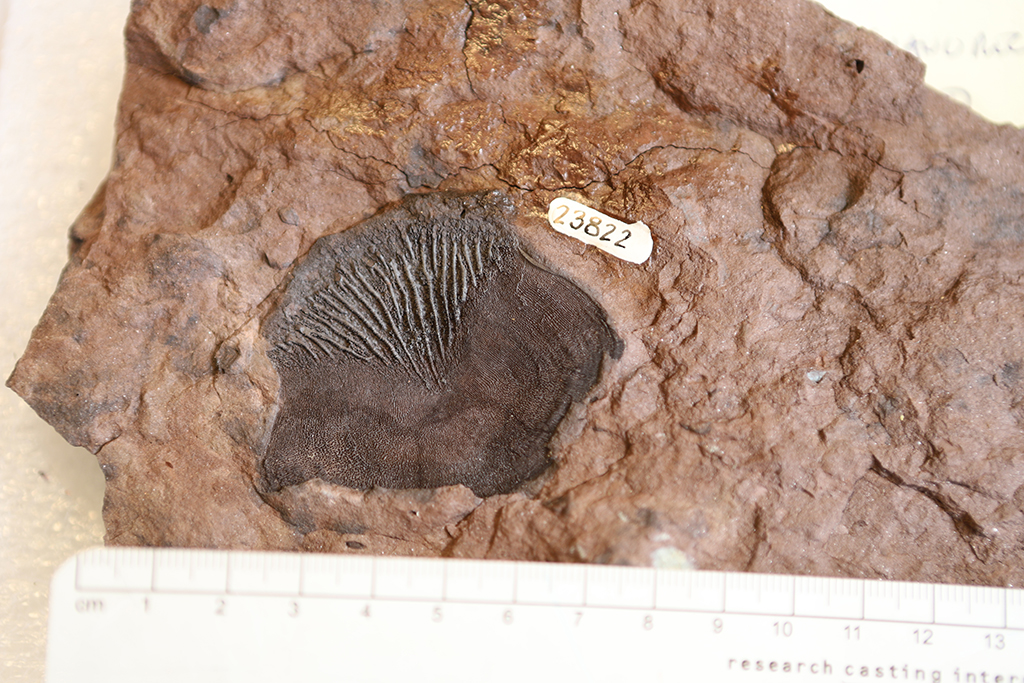 fossilized fish scales also showing microstructures