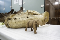 mastodon toy next to mastodon lower jaw, photo by Pat Holroyd