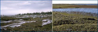 Arctic tundra photos