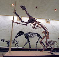 Chalicotherium schlosseri, from the Miocene of Kazakhstan